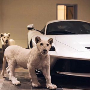 美女诱惑动态诱惑动态诱惑动态视频
